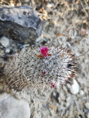 Mammillaria haageana