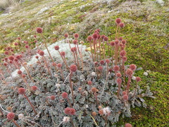 Acaena saccaticupula