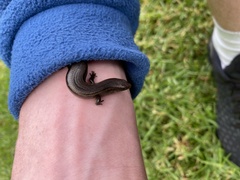 Oligosoma aeneum