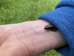Oligosoma aeneum