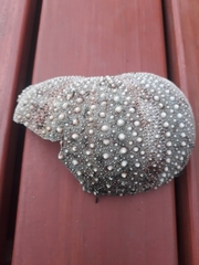 Evechinus chloroticus
