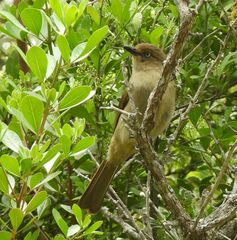 Andropadus importunus