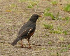 Turdus olivaceus