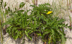 Sonchus megalocarpus
