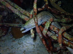 Gymnothorax vicinus