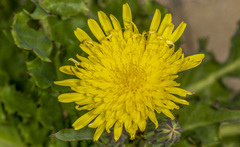 Sonchus megalocarpus