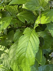 Odontonema cuspidatum