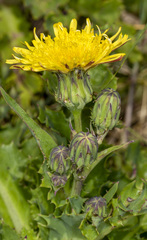 Sonchus megalocarpus