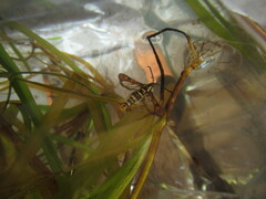 Synanthedon bibionipennis