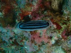 Phyllidiopsis xishaensis