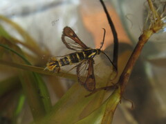 Synanthedon bibionipennis
