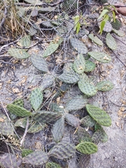 Opuntia decumbens
