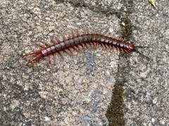 Cormocephalus