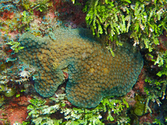 Montastraea cavernosa