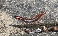 Cormocephalus