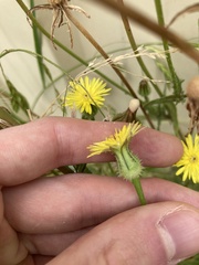 Urospermum picroides