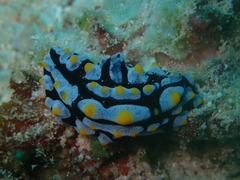 Phyllidia varicosa