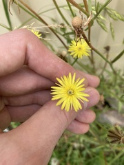 Urospermum picroides