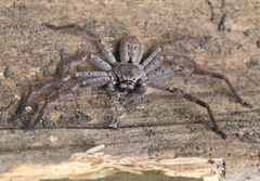 Isopeda montana