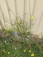 Urospermum picroides