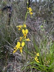 Diuris aurea