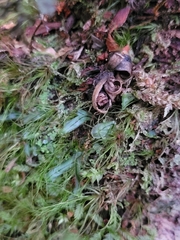 Hymenophyllum armstrongii