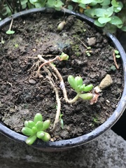 Sedum × rubrotinctum