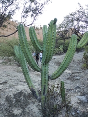 Myrtillocactus geometrizans