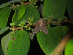 Condica illecta
