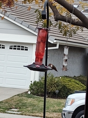 Trochilidae