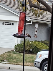 Trochilidae