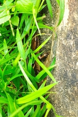 Eutropis multifasciata