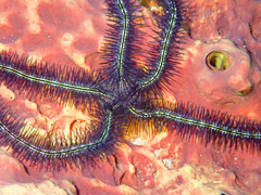 Ophiothrix suensoni