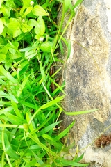 Eutropis multifasciata