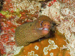 Gymnothorax miliaris