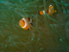 Amphiprion ocellaris