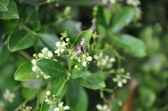 Palpada pusilla