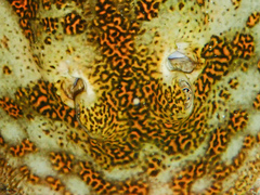 Urobatis jamaicensis