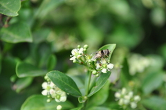 Palpada pusilla