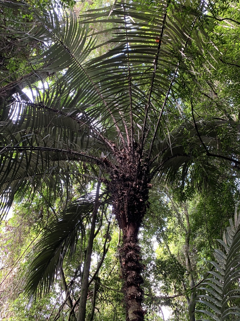 Bactris vulgaris