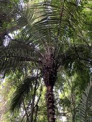 Bactris vulgaris