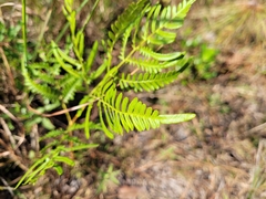 Pteridium aquilinum pseudocaudatum
