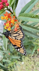 Danaus plexippus