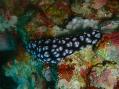 Phyllidiella