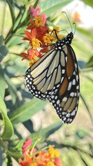 Danaus plexippus