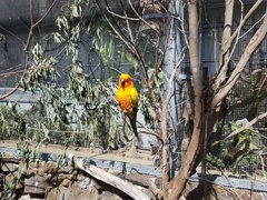 Aratinga solstitialis