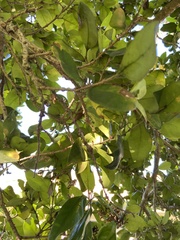 Malpighia emarginata