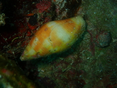 Mitra