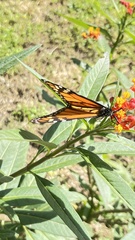 Danaus plexippus