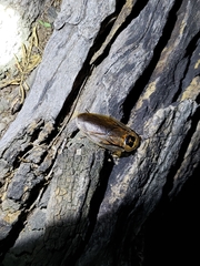 Blaberinae